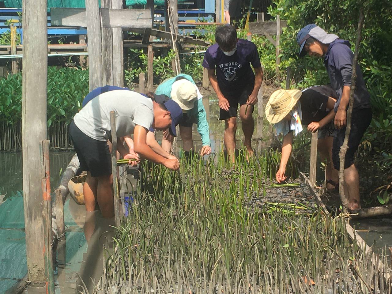 Seedling Mangrove Seeds